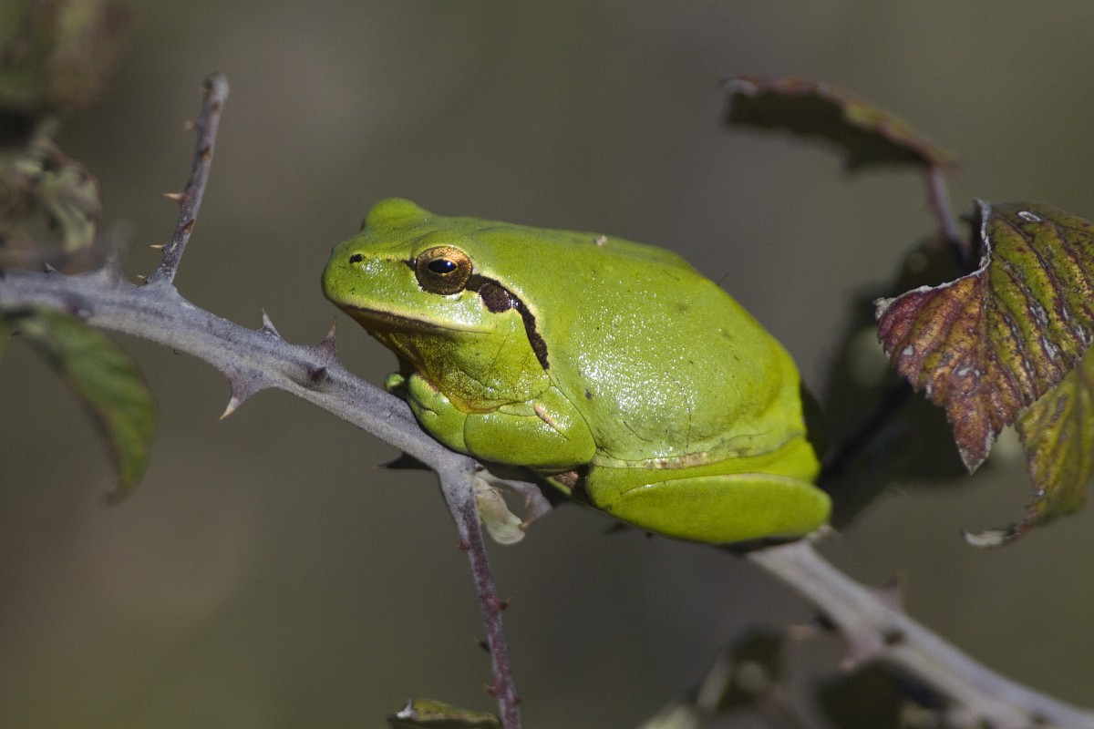 Hyla meridionalis, Mediterranean Tree Frog
